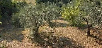 Hotel Il Poggetto Castellina Marittima 3*,  Italie
